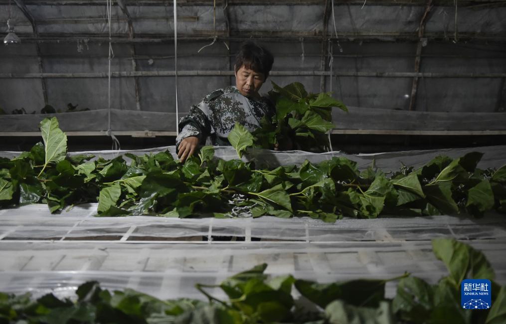 大连麻将穷胡下载官网